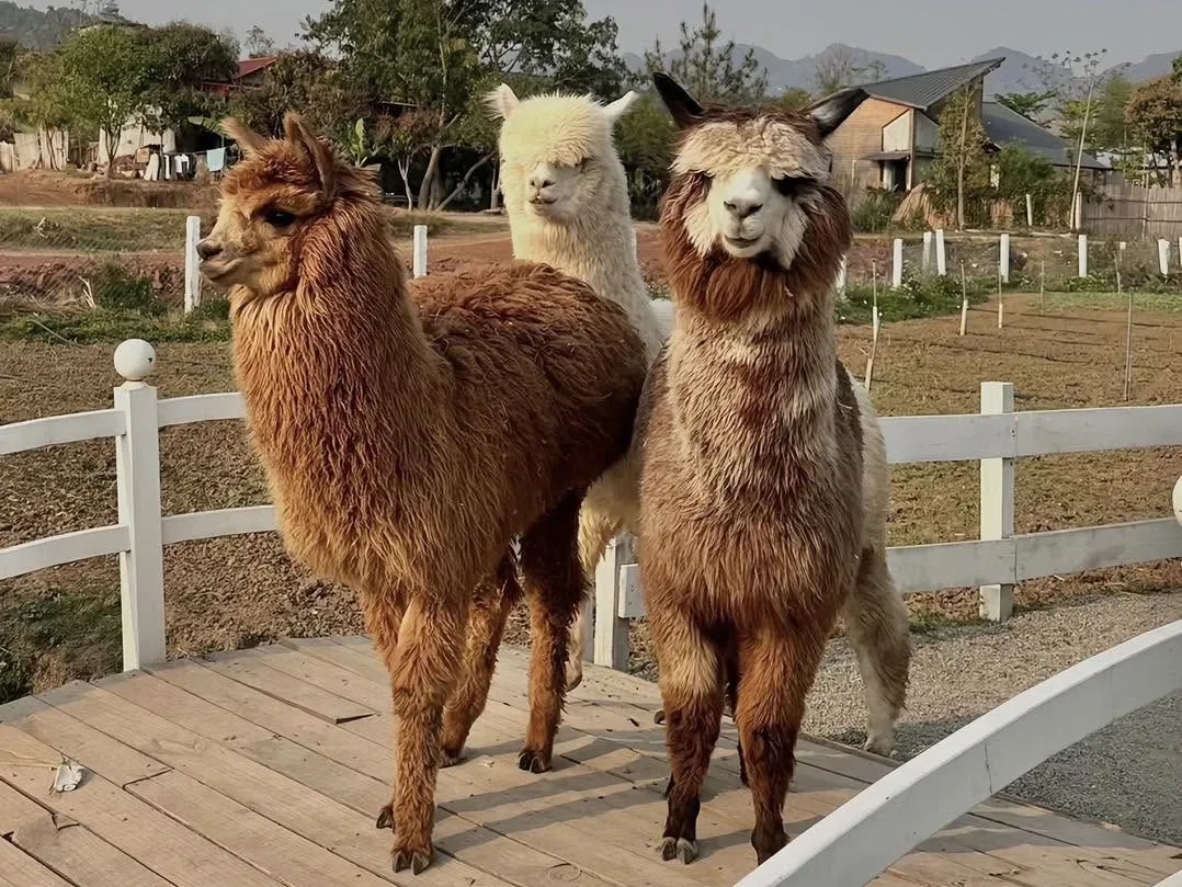 Lạc đà Alpaca