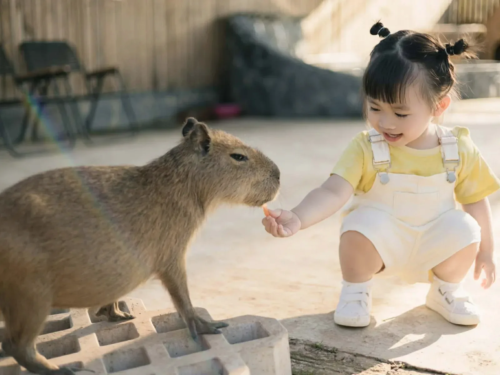 Capybara