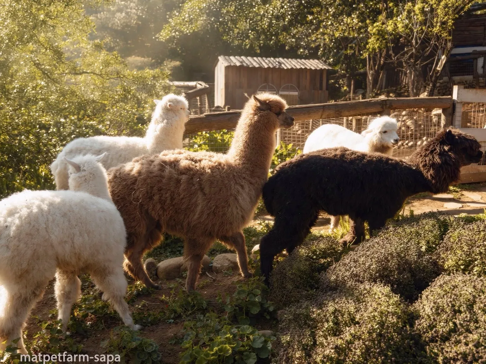 Alpaca