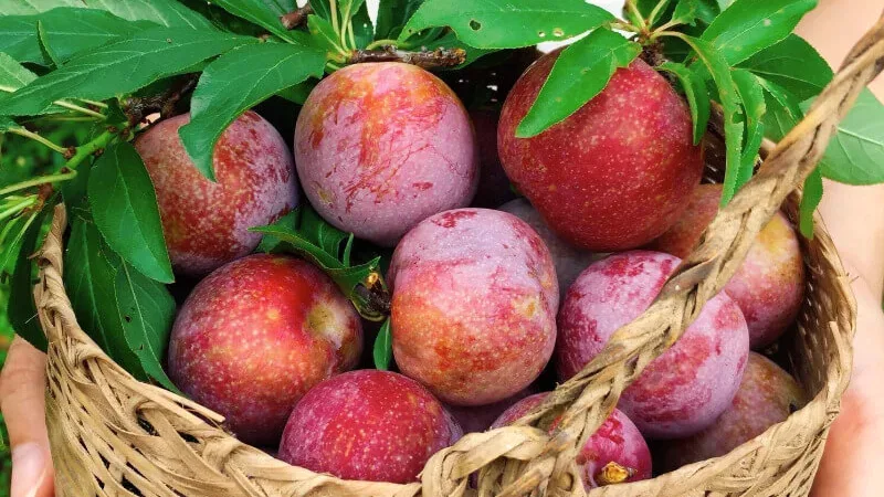 Mận chín Mộc Châu