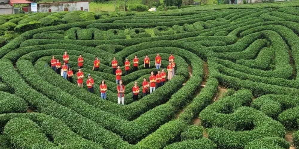 Đồi chè trái tim Mộc Châu